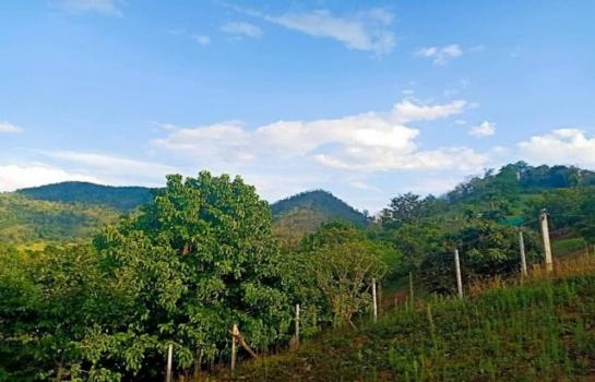 ���ᵧ �� onanong khumaphao