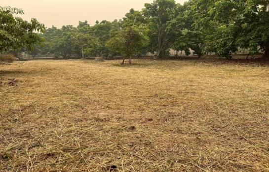 ���ᵧ �� onanong khumaphao