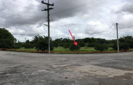 ��¾���� �� panaya.opalopal