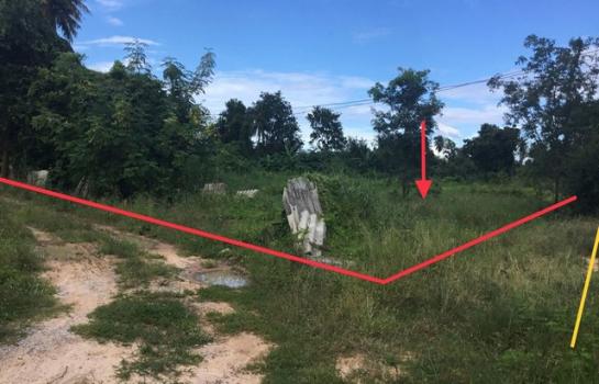 ������ä� �� panaya.opalopal