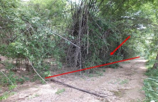 ����ӻҧ �� panaya.opalopal