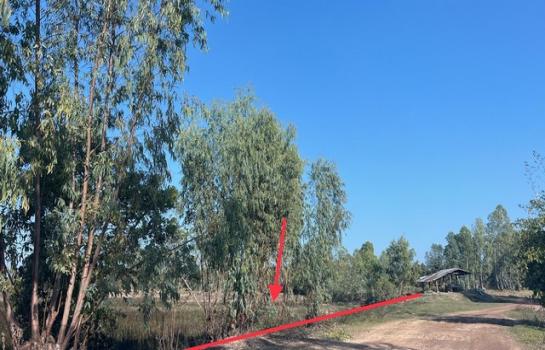 ��¡���Թ��� �� panaya.opalopal