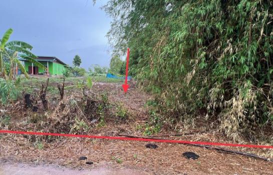 ��¡���Թ��� �� compos2566