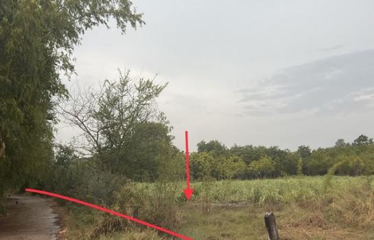 ��¡���Թ��� �� panaya.opalopal