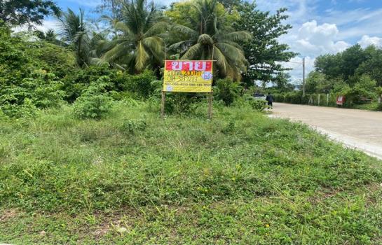 ���ʧ��� �� zionasset1