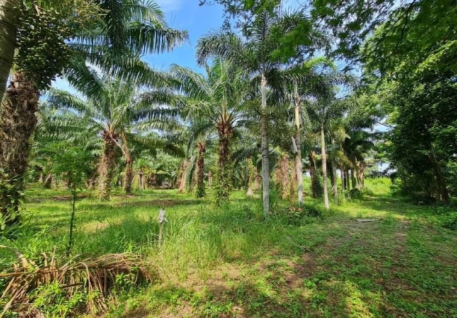 �ź��� �� A House property