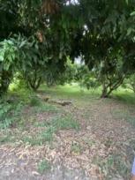 ��·��Թ ����� ��§����