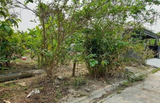 ������� �� onanong khumaphao