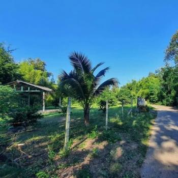 �ѹ��ҵͧ �� northern1