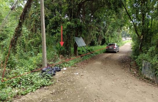 �����ѡ �� panaya.opalopal