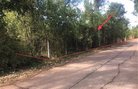 ���ʡŹ�� �� panaya.opalopal