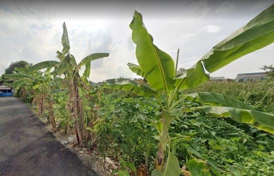 ���Թ���ͧ �� HarrisonTH