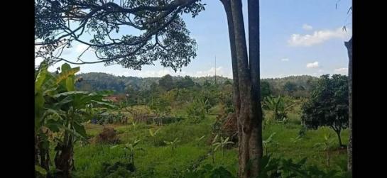 ����͹ �� onanong khumaphao