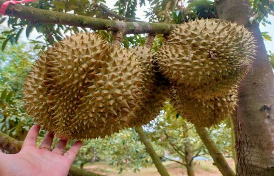 ���Թ ���ͧ 10,000,000 �ҷ