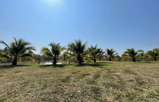 ���ᵧ �� tayapornaik1