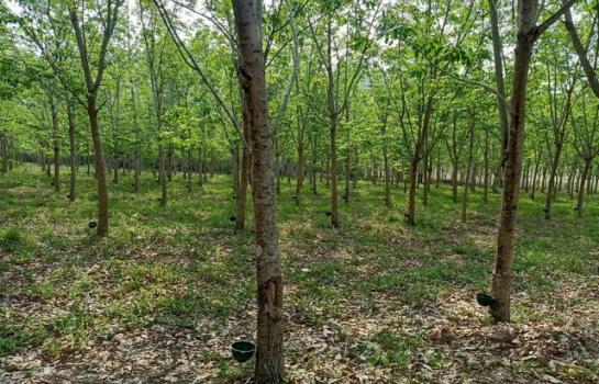 ��·��Թ �ҡ�� ���