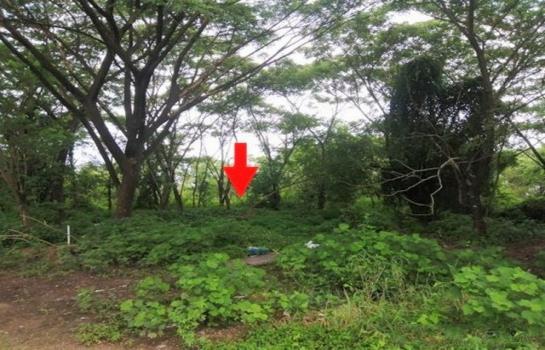 �Ѳ�� �� compos2566