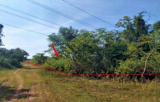 ����� �� panaya.opalopal