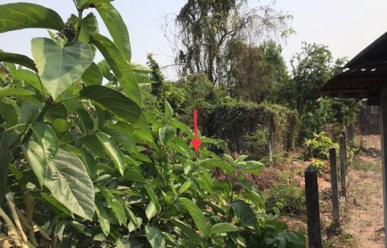 ���Թ���Һ �� panaya.opalopal