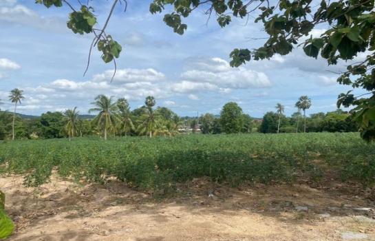 ที่ดิน pattaya ที่ดิน pattaya