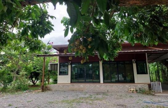 ��ҹ�ѹ��ҵͧ ��§����