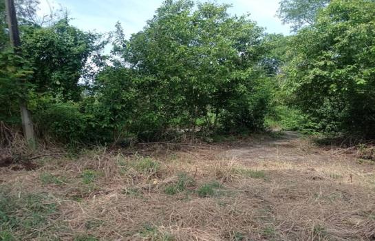 ที่ดิน lotus ที่ดิน lotus