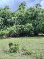 ���Թ �ѹ��ҵͧ