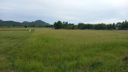 �ҭ������ �� Estate Corner