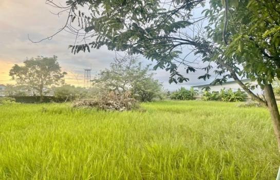 �ҧ�� �� onanong khumaphao