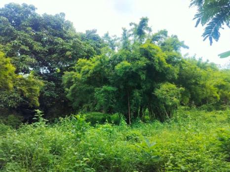 ��Ҩչ���� �� Estate Corner