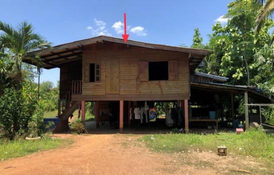 �����⢷�� �� panaya.opalopal