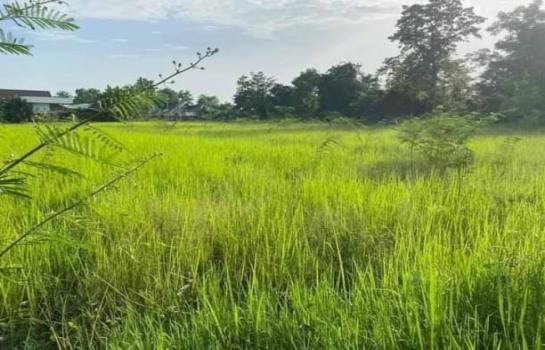 ������� �� onanong khumaphao