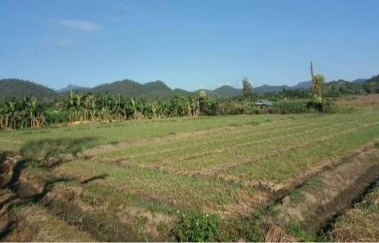 ��§��� �� onanong khumaphao