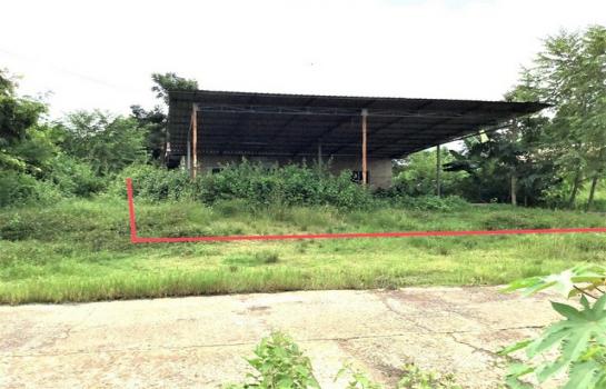 �غ��Ҫ�ҹ� �� panaya.opalopal