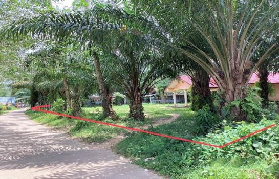 ��к�� �� panaya.opalopal