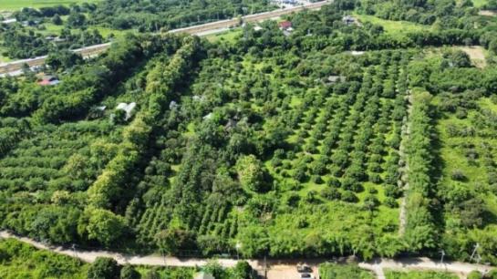 �ҧ�� �� onanong khumaphao