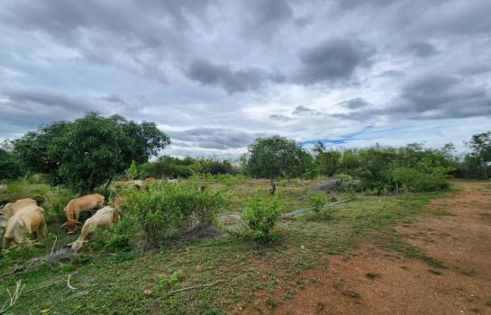 ����֧ �� pazarestate1