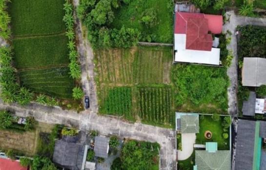 ������� �� onanong khumaphao