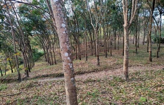 ������� �� kantapon4