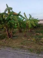 ��·��Թ �Ҥһ�С�Ȣ�� 37,000 �ҷ