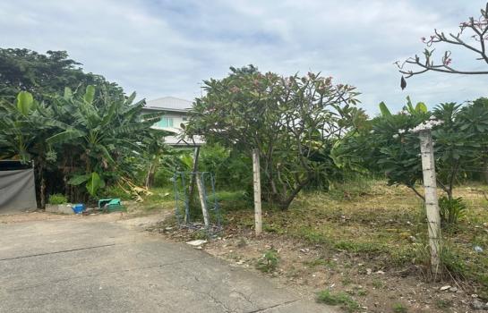 ��ѡ��� �� zionasset1