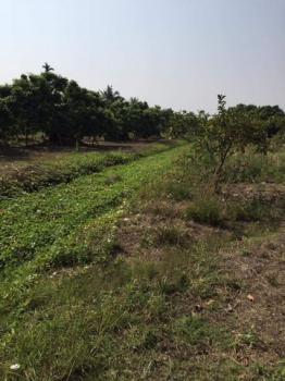 ����� �� onanong khumaphao