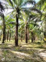 ��·��Թ �Ҥһ�С�Ȣ�� 285,000 �ҷ