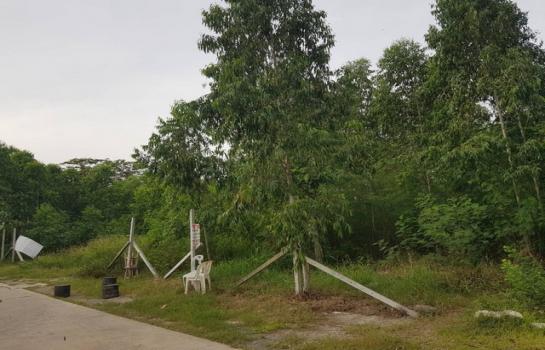 �ҧ��� �� zionasset1