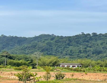 �ѹ����� �� incube