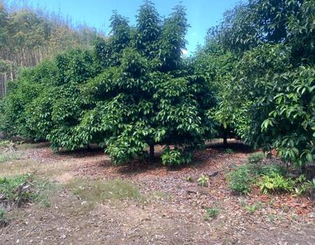 �ѹ����� �� incube