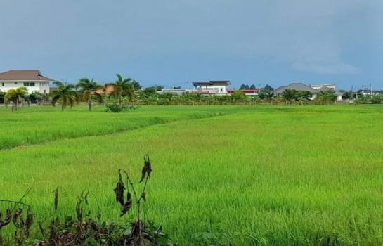 ������ �� onanong khumaphao