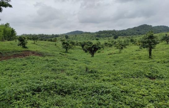 �صôԵ�� �� sopa