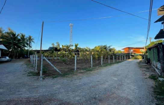 ��ѧ �� sopa