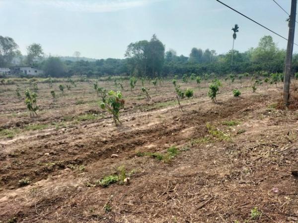 ��§��� �� sopa